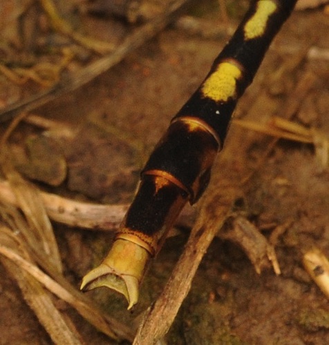 Male
2 June 2015  Rutherford, TN